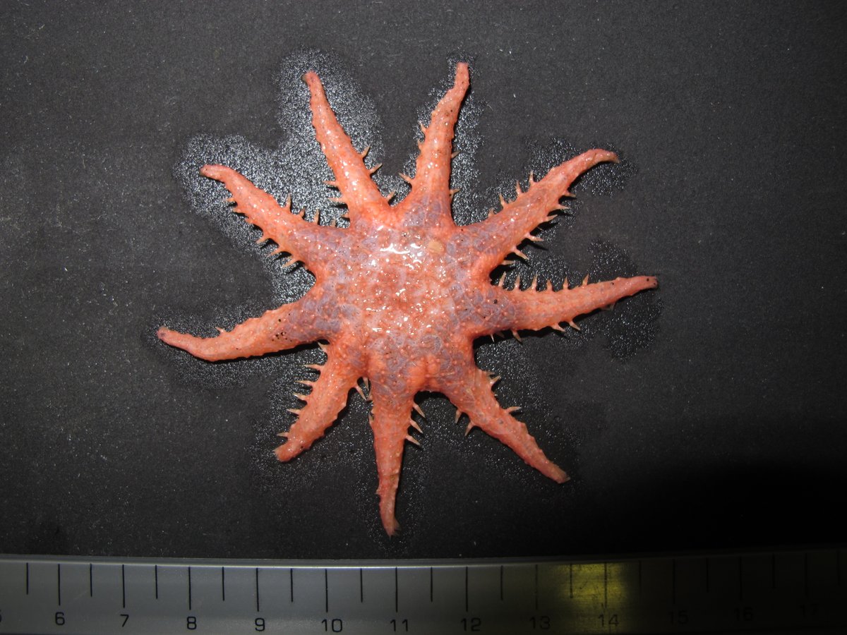 Crossaster penicillatus, aka the 🌻 starfish, is a stunning #deepsea species known for its vibrant colouration and unique appearance! 

Did you know they can have up to 24 arms, making them one of the most captivating #starfish  species in the ocean?

#MarineLife #underthesea