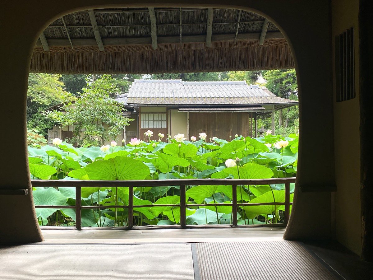 hakusasonso's tweet photo. 白沙村荘の蓮
2024.7.9現在の様子

しばらく雨が無かったので、盛大に咲きましたが… 本日よりしばらくは雨天が続くようなので、祇園祭の後祭頃までしばしお預けになるかも知れません。

#白沙村荘 #橋本関雪記念館 #京都 #庭園 #国指定名勝 #季節の花 #蓮 https://t.co/2x518OIuwU