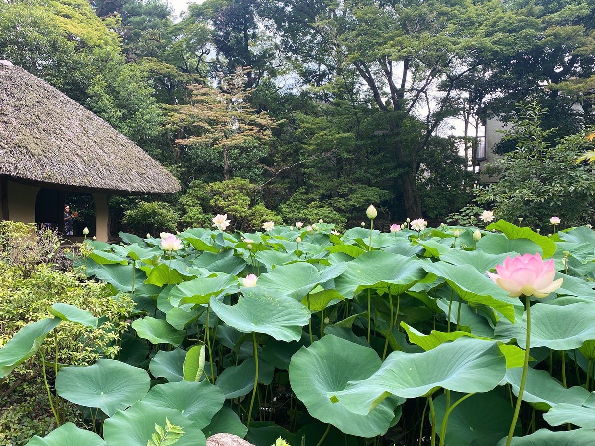 hakusasonso's tweet photo. 白沙村荘の蓮
2024.7.9現在の様子

しばらく雨が無かったので、盛大に咲きましたが… 本日よりしばらくは雨天が続くようなので、祇園祭の後祭頃までしばしお預けになるかも知れません。

#白沙村荘 #橋本関雪記念館 #京都 #庭園 #国指定名勝 #季節の花 #蓮 https://t.co/2x518OIuwU