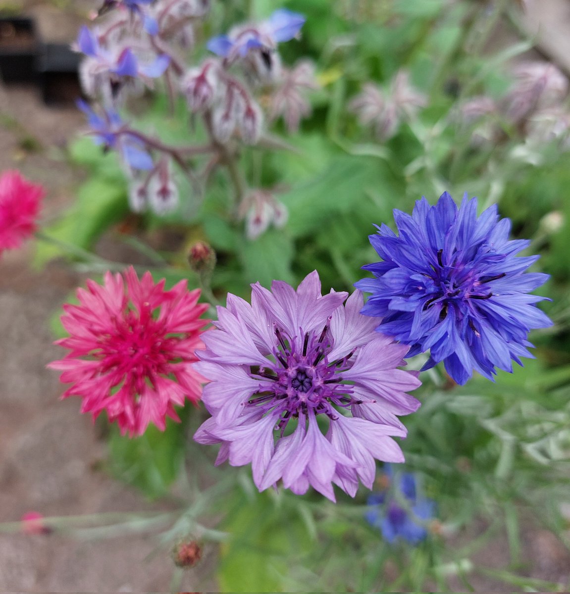 Kate Garrett tweet media