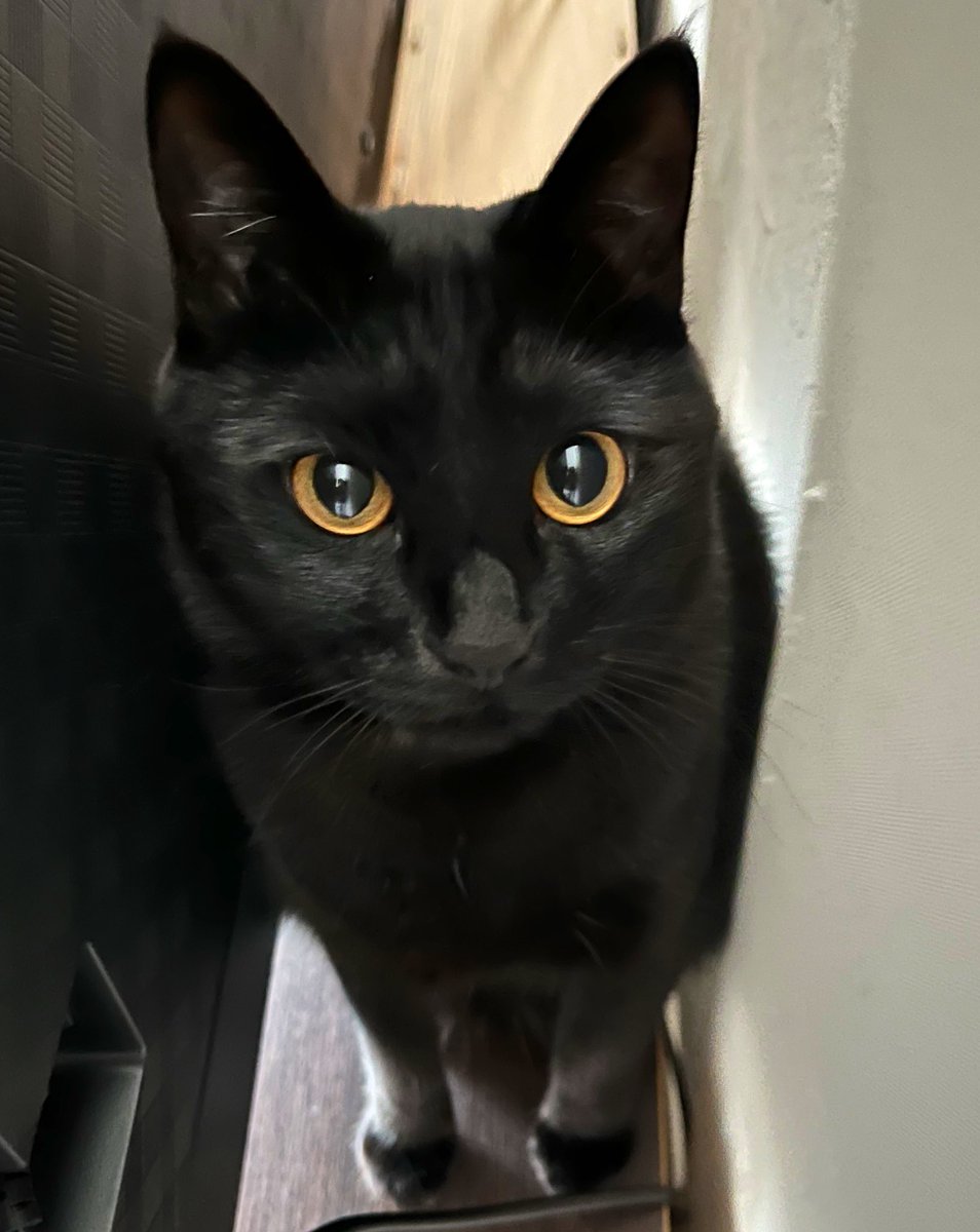 uni_kuroneko's tweet photo. イケニャン。

 #黒猫 https://t.co/X8061R2kOS