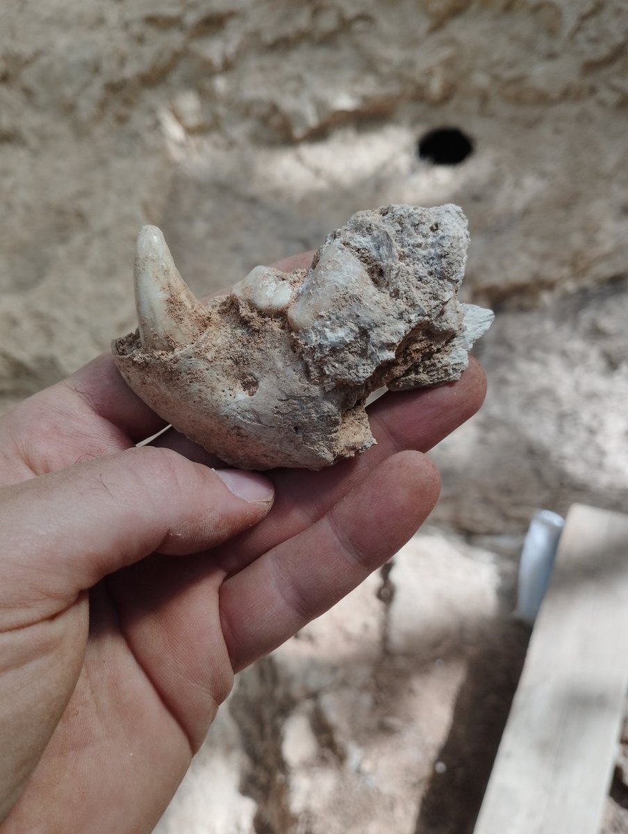 Mandíbula de hiena del yacimiento de Cueva Fantasma, #Atapuerca2024