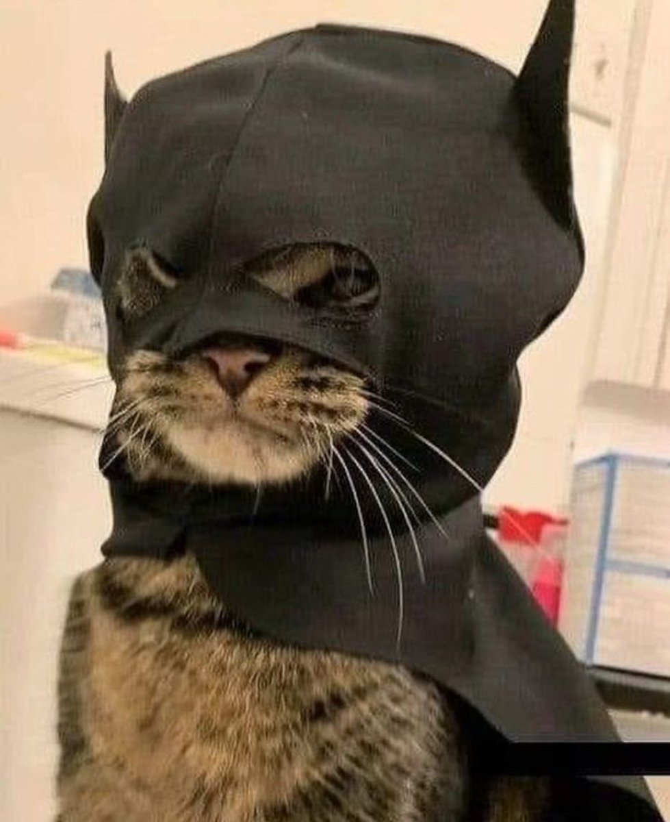 KJxPierce's tweet photo. No context needed https://t.co/y0AgexP9g3