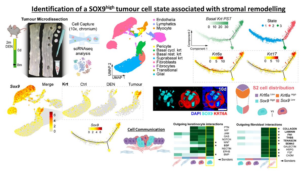 4/8-We demonstrate that surviving tumours are characterised by a stress-related epithelial state (marked by high SOX9 expression) that promotes mesenchymal mobilization and ECM remodelling via EFG signalling.