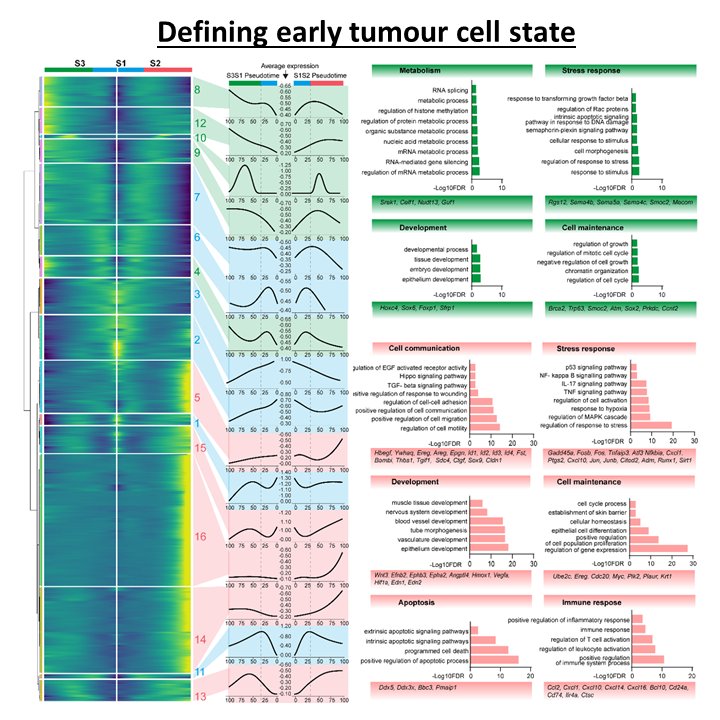 3/8-We combine single-cell RNA sequencing and cell communication analysis, with lineage tracing, 3D heterotypic cultures, as well as in vivo grafting assays to identify the unique features of the few nascent tumours that avoid elimination, and survive long-term.