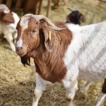 p_dusabimana's tweet photo. Who can tell me the name of this breed? https://t.co/YmYvF51mcT