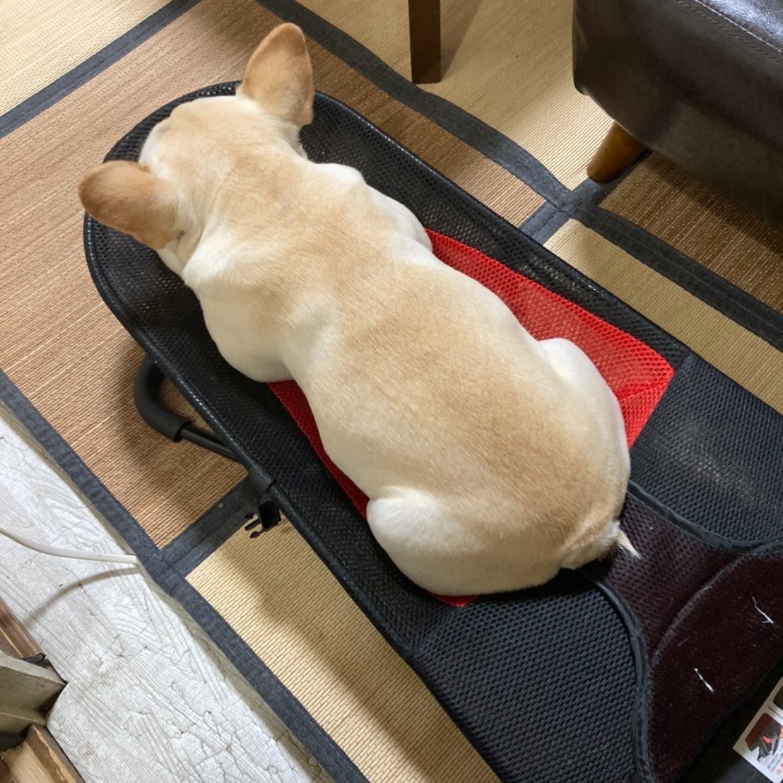 osakajinzai's tweet photo. ピスタチオです🫘

前回の投稿から2週間、
神鍋キャンプは決行したものの、
えげつない雨天に見舞われました🌧️🌧️

元気なのは湿気大好きキノコ君だけ🍄

困った時の愛犬のフレブル君でお茶濁し🍵

赤ちゃん用のﾕﾗﾕﾗ椅子がお気に入りのようで
常に揺らめいてます。

#フレブル　#神鍋高原　#キノコ https://t.co/DEEcN7wzrh