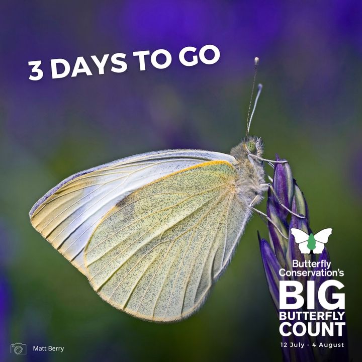 savebutterflies's tweet photo. The White butterflies took the third and fourth spot in last year's #BigButterflyCount, with 216,666 sightings of Large Whites and 190,506 of Small Whites, an 11% and 15% increase on 2022 respectively 🦋📈

Help us find out how they’re faring this year 👉 https://t.co/mtv6gZ0dPN https://t.co/pDdP8sKJsU