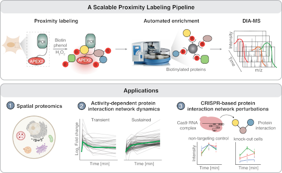 Mol Syst Biol (@molsystbiol) on Twitter photo Integrating automated enrichment of biotinylated proteins with DIA-MS #proteomics for scalable proximity labeling applied to subcellular compartments in <a href="/rhuttenhain/">Ruth Huttenhain</a> lab reveals proximal interaction networks induced by serotonin receptor activation ➡️ embopress.org/doi/full/10.10… Integrating automated enrichment of biotinylated proteins with DIA-MS #proteomics for scalable proximity labeling applied to subcellular compartments in <a href="/rhuttenhain/">Ruth Huttenhain</a> lab reveals proximal interaction networks induced by serotonin receptor activation ➡️ embopress.org/doi/full/10.10…