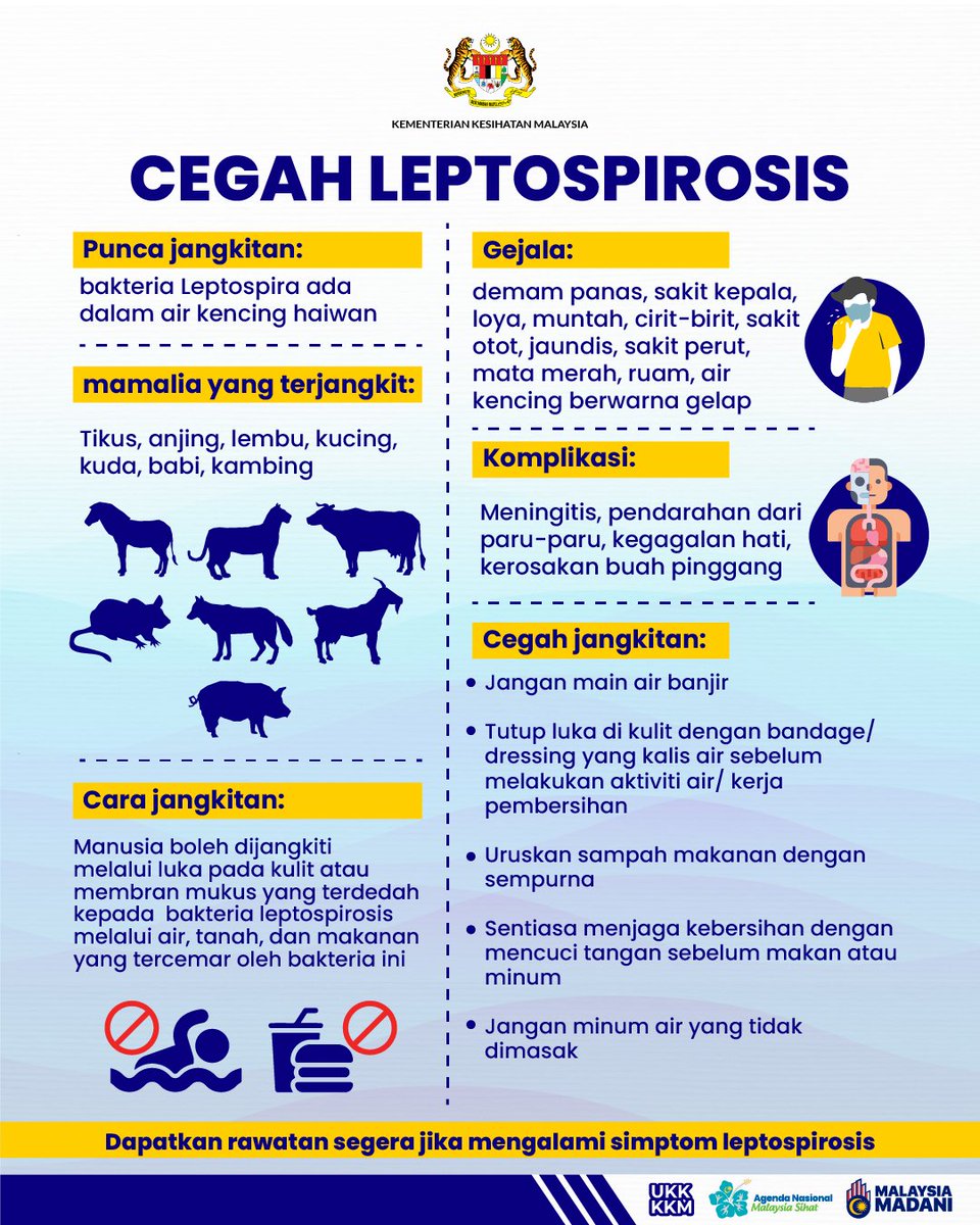 KKMPutrajaya's tweet photo. Leptospirosis ialah sejenis penyakit zoonosis (penyakit yang berjangkit daripada haiwan kepada manusia) yang disebabkan oleh bakteria 🦠 dari genus Leptospira. Manusia boleh dijangkiti apabila terdedah kepada air, makanan atau tanah yang dicemari dengan air kencing haiwan yang terjangkit seperti tikus, kucing, anjing, lembu kambing dan haiwan - haiwan liar yang lain.
⚠️ Ambil tahu mengenai penyakit bawaan haiwan ini bagi memastikan kita dapat mengambil langkah pencegahan bagi penyakit ini. Penyakit ini boleh dirawat dengan menggunakan antibiotik tertentu.
Bagi mereka yang menunjukkan gejala, hendaklah bersegera ke klinik berhampiran untuk pemeriksaan dan rawatan, khususnya bagi mereka yang mempunyai sejarah terdedah kepada air atau makanan yang tercemar.
Rawatan awal akan dapat menggelakkan komplikasi dan kematian‼️
#KKMPrihatin
#KKMSihat
#MalaysiaMadani
