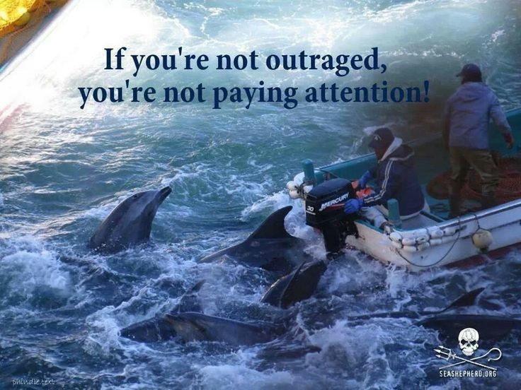 janischshane's tweet photo. If we not carefull certain species will never have the opportunity to swim through these waters, why? Because their will nothing left. 
#EndTheCove
#TaijiJapan
#saveTheSpecies https://t.co/o1me9lYFz4