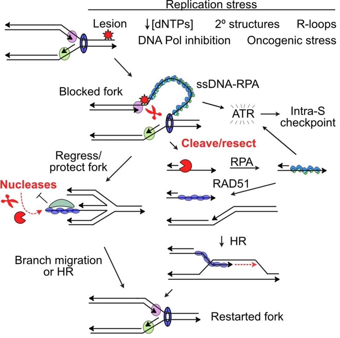 DNA_MDPI's tweet photo. 🥰Welcome to read "#Nucleases and Co-Factors in #DNA #Replication Stress Responses" by Jac A. Nickoloff, Neelam Sharma, Lynn Taylor, Sage J. Allen, and Robert Hromas. 

https://t.co/YHHo63TuTV

😊Welcome to submit your paper to DNA with a 100% discount！

@MDPIBiologySubj https://t.co/gWx0vlqrx5