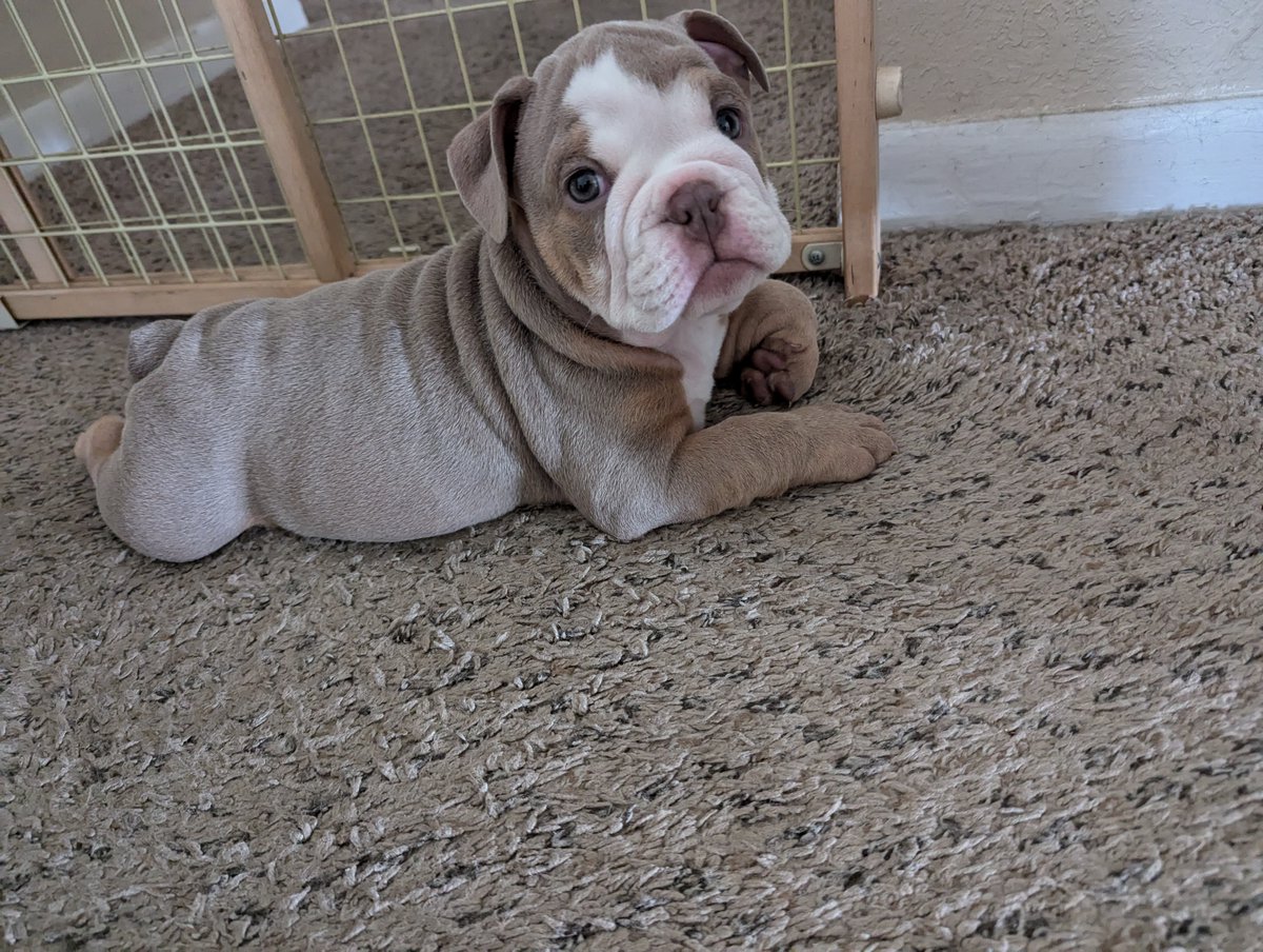 MonroeTheBulldog (@monroe_bulldog) on Twitter photo 