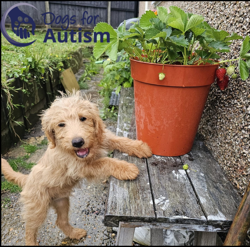 Dogs for Autism tweet media