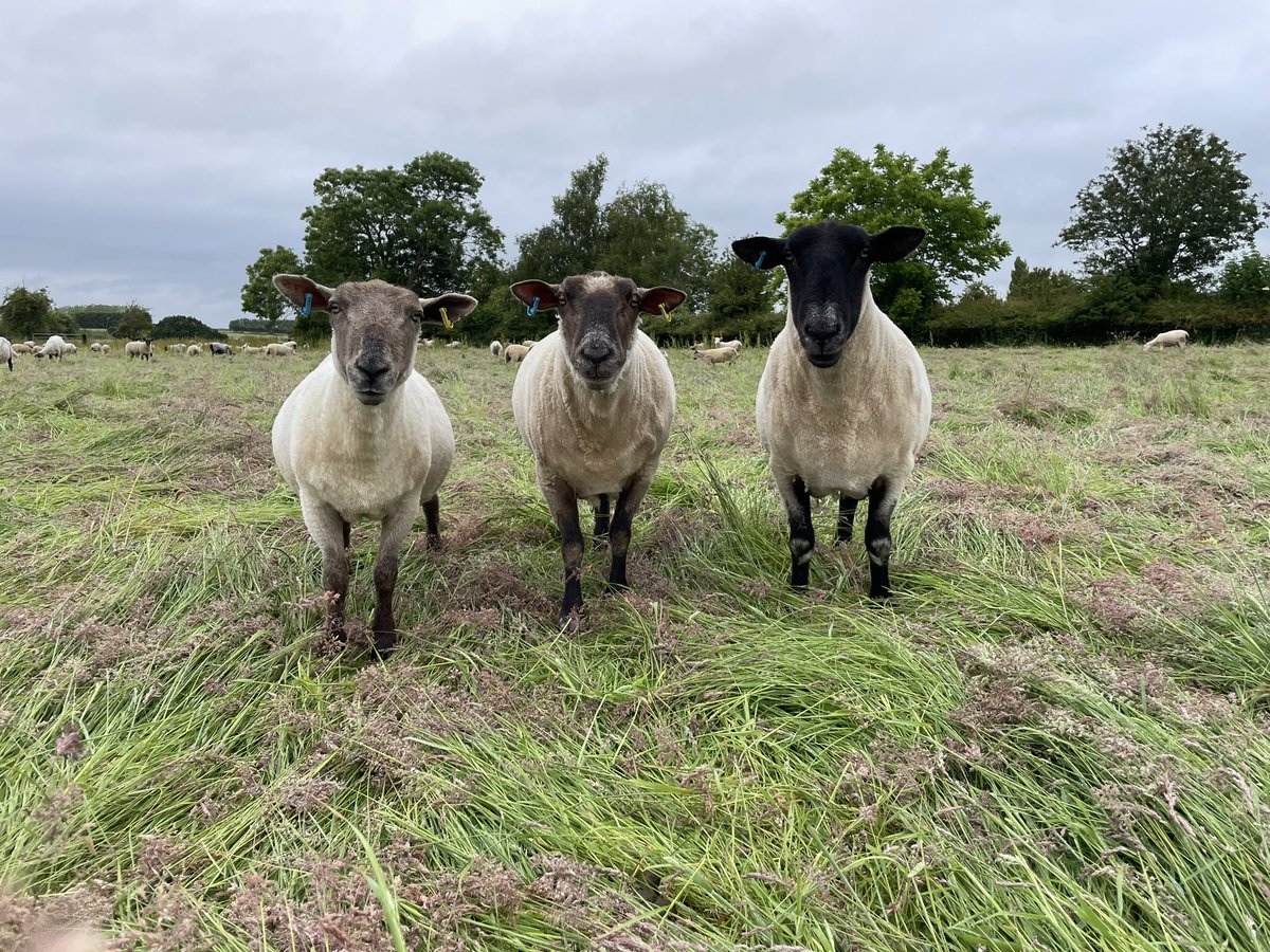Daily Sheep (@dailysheep1) / Posts / X
