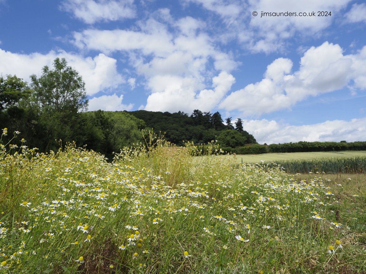 JimFSaunders's tweet photo. 'Knoll' was my word of the day on Monday, and I took a short trip down the valley to Coxall Knoll, where I found cotton-wool clouds and Scented Mayweed. 

That's the knoll behind. 
I know, not very impressive. 
It's not supposed to be: it's a knoll. 
'Small hill, mound,' OED https://t.co/XCgITlRHCp