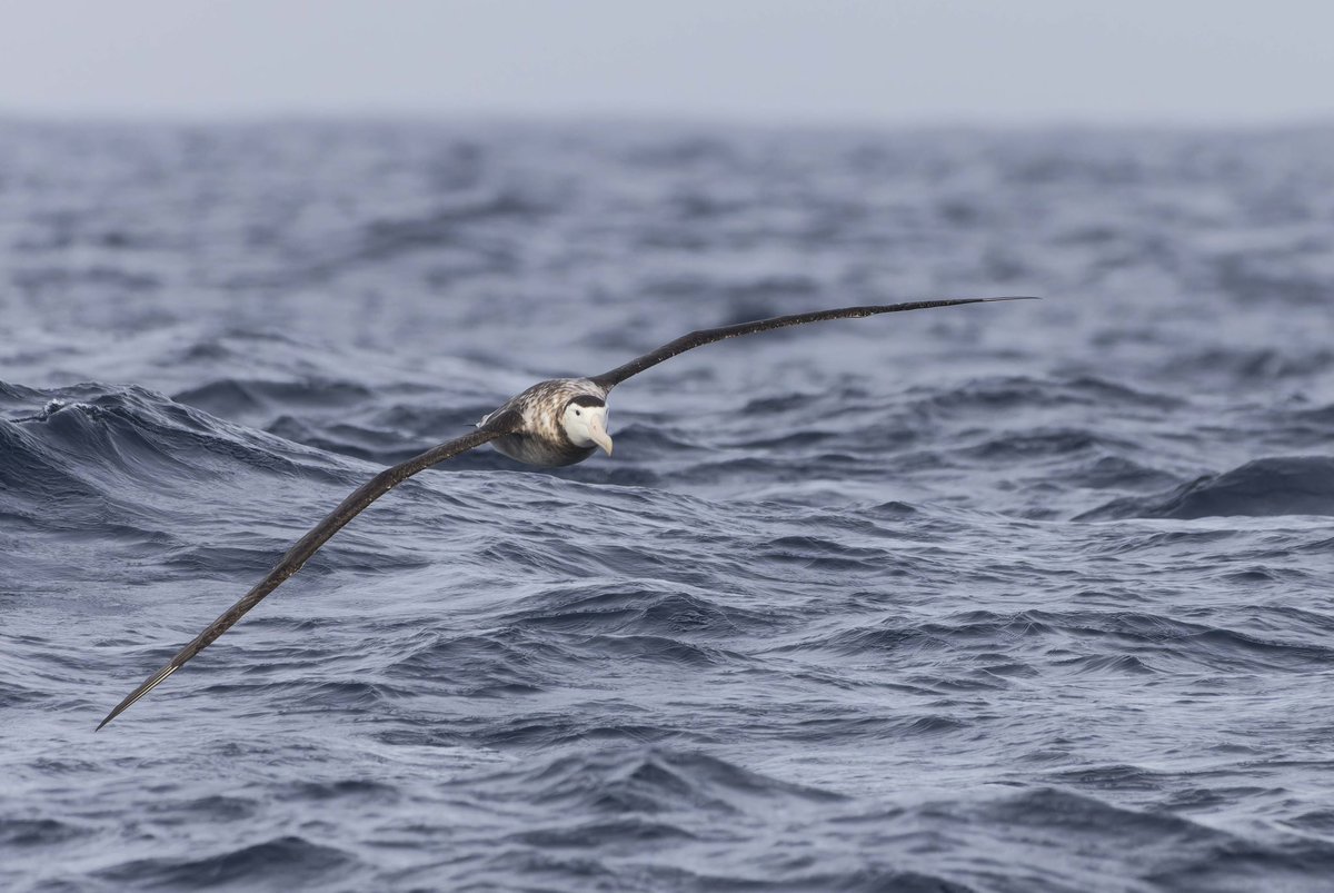 Seabirds can follow fishing boats for hours, at risk of bycatch; now, we can better estimate how long 🎣

Time geography can be used for any two tracked objects - so could help us protect other animals too 👇
with <a href="/oxfordgeography/">SoGE, University of Oxford</a> <a href="/BirdLife_News/">BirdLife International</a>

bit.ly/3VQ1grn