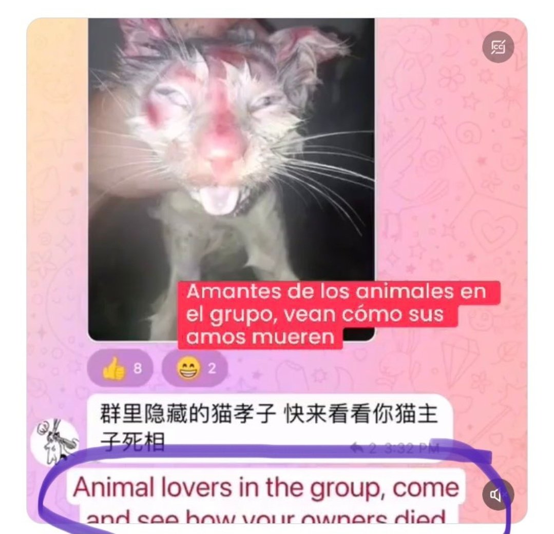 AdhikaPrapti's tweet photo. @PETA_France @denmarkdotdk Et celles-ci ne le sont-elles pas??Pas assez #sanglantes ou #rentables pour que vous vous mobilisiez ?Où est #peta lorsque nous vous taggons concernant les #chats #torturés en #Chine? Que faites-vous de ce fléau? Pk ce silence? @peta #AnimalCruelty #chinesecatabusers #中国猫のSOS https://t.co/v6F0FAUxFP