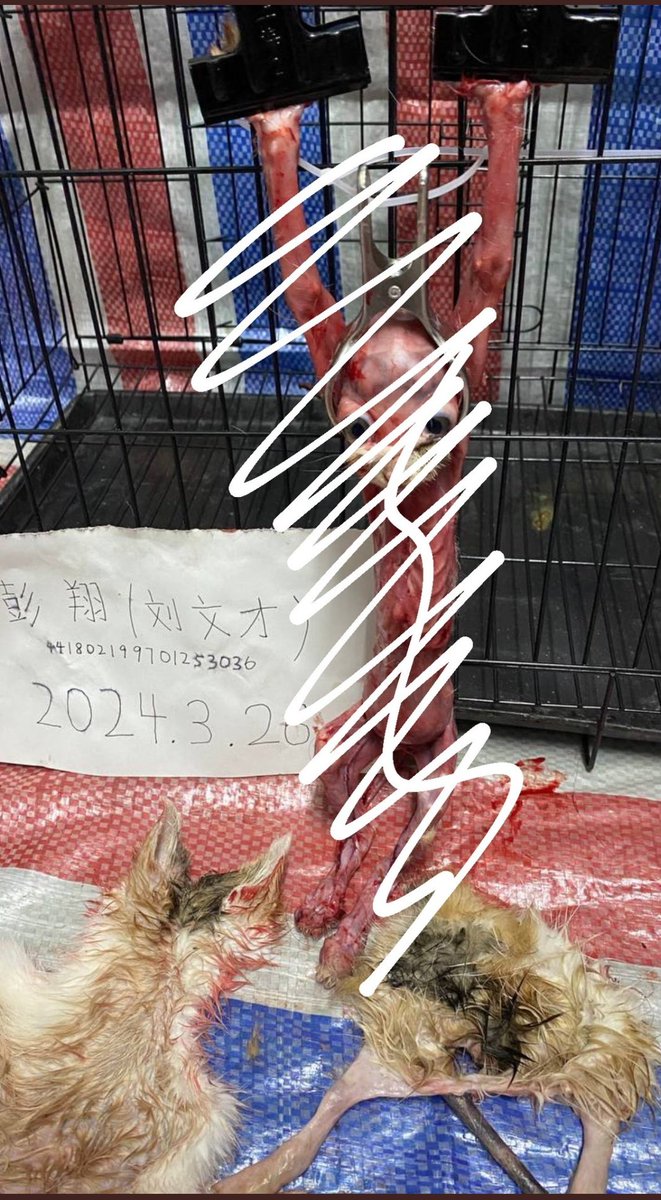 AdhikaPrapti's tweet photo. @PETA_France @denmarkdotdk Et celles-ci ne le sont-elles pas??Pas assez #sanglantes ou #rentables pour que vous vous mobilisiez ?Où est #peta lorsque nous vous taggons concernant les #chats #torturés en #Chine? Que faites-vous de ce fléau? Pk ce silence? @peta #AnimalCruelty #chinesecatabusers #中国猫のSOS https://t.co/v6F0FAUxFP