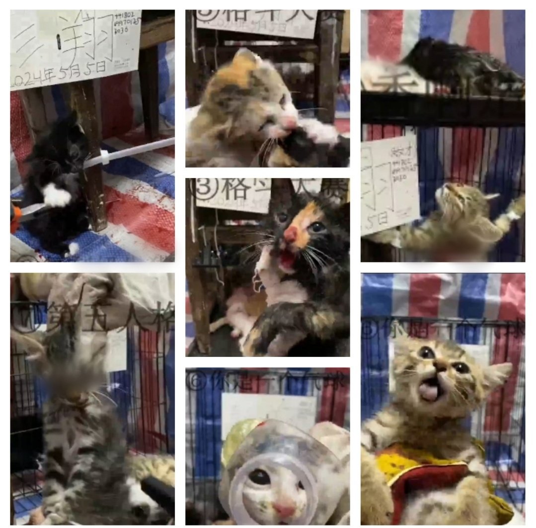 AdhikaPrapti's tweet photo. @PETA_France @denmarkdotdk Et celles-ci ne le sont-elles pas??Pas assez #sanglantes ou #rentables pour que vous vous mobilisiez ?Où est #peta lorsque nous vous taggons concernant les #chats #torturés en #Chine? Que faites-vous de ce fléau? Pk ce silence? @peta #AnimalCruelty #chinesecatabusers #中国猫のSOS https://t.co/v6F0FAUxFP