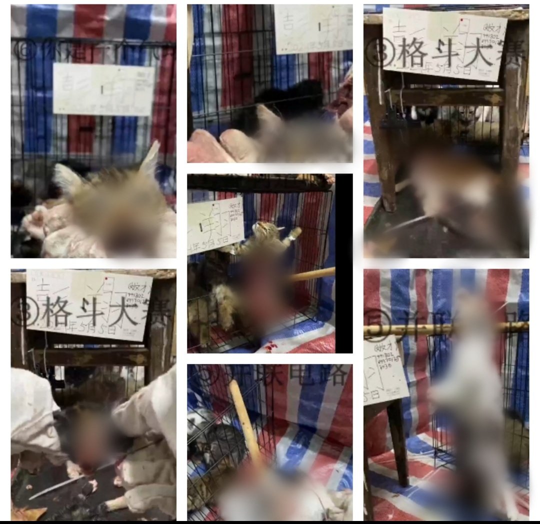AdhikaPrapti's tweet photo. @PETA_France @denmarkdotdk Et celles-ci ne le sont-elles pas??Pas assez #sanglantes ou #rentables pour que vous vous mobilisiez ?Où est #peta lorsque nous vous taggons concernant les #chats #torturés en #Chine? Que faites-vous de ce fléau? Pk ce silence? @peta #AnimalCruelty #chinesecatabusers #中国猫のSOS https://t.co/v6F0FAUxFP
