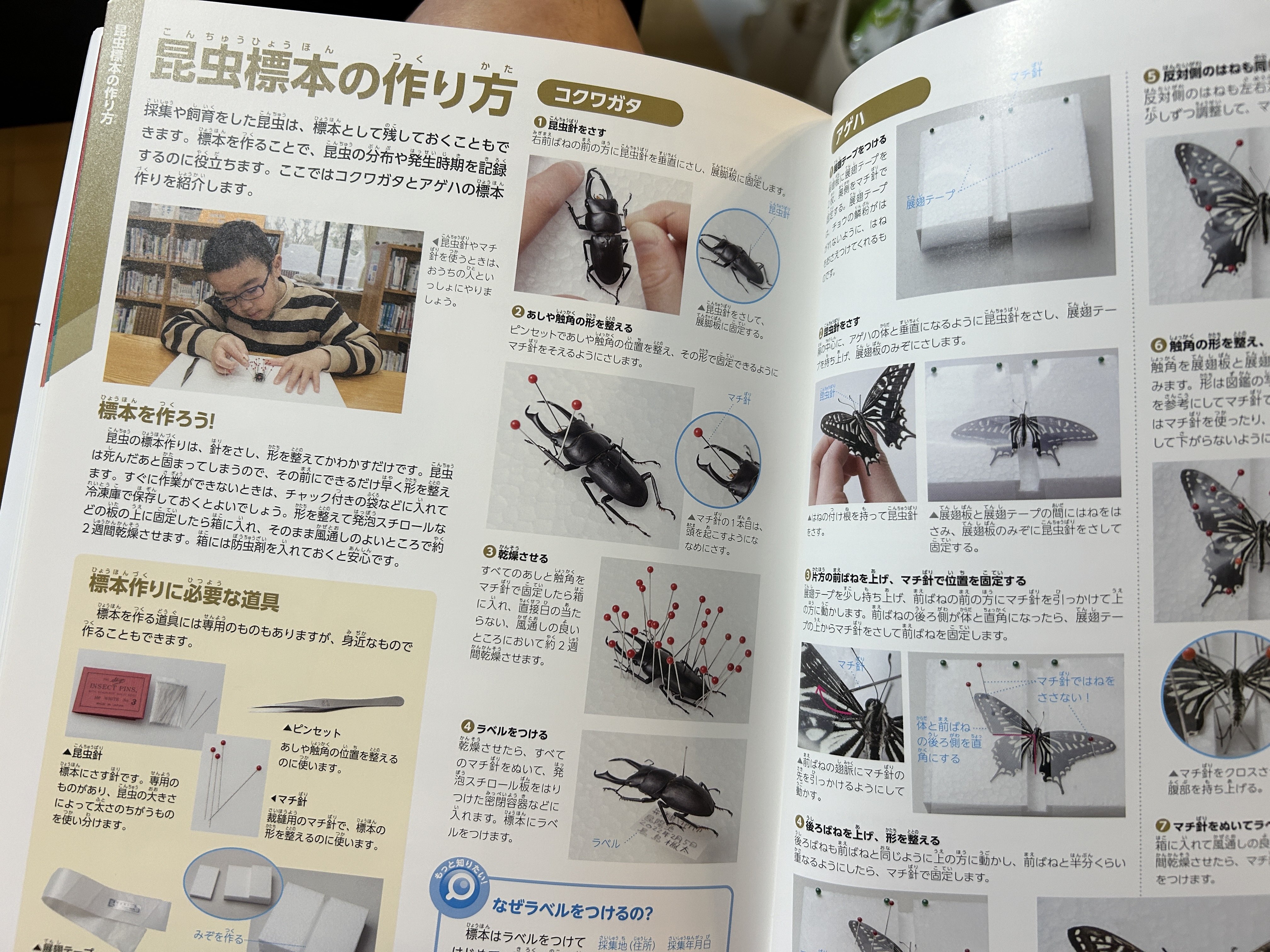 志賀昆虫普及社製の標本箱（ボール紙製ガラス蓋）販売 ボール紙