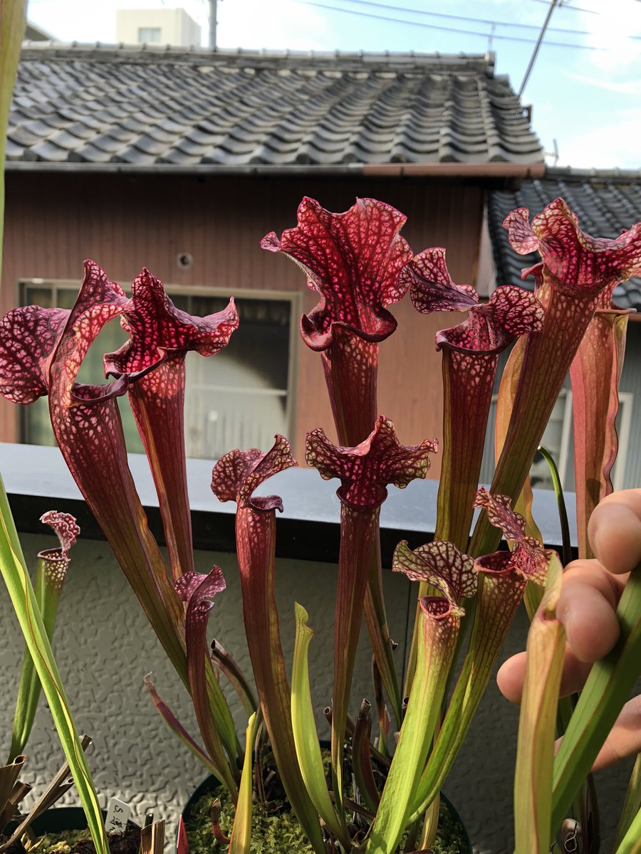 NY68915817's tweet image. サラセニア　紅アゲハ2
として入手した株
別名セミ紅アゲハとも呼ばれ、紅アゲハより小さめですが、筒をたくさん出してくれる株のようです。筒の顔は紅アゲハとそっくりです。土居先生に教えていただきました😊
左:紅アゲハ2、左:紅アゲハ
#sarracenia