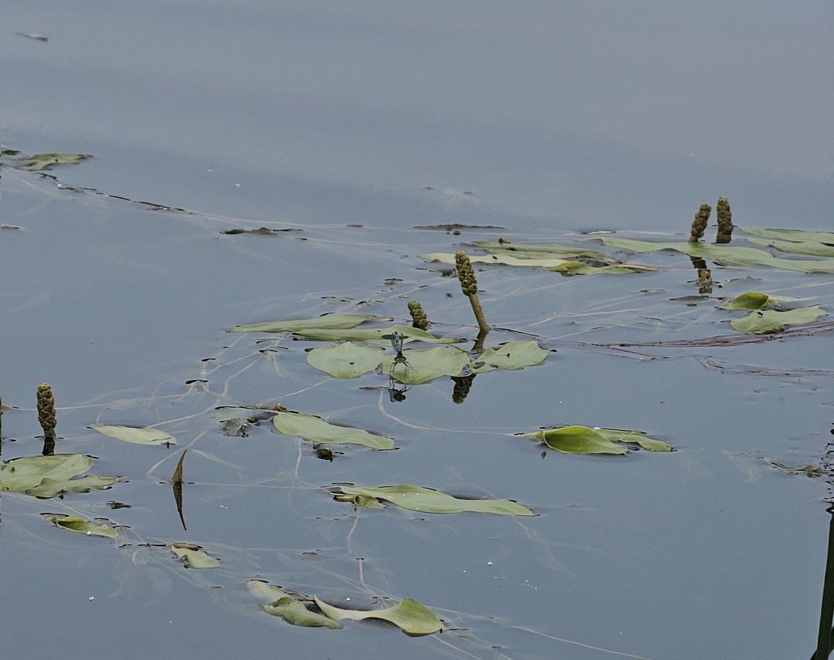 The Newfunalian💫👾 tweet media