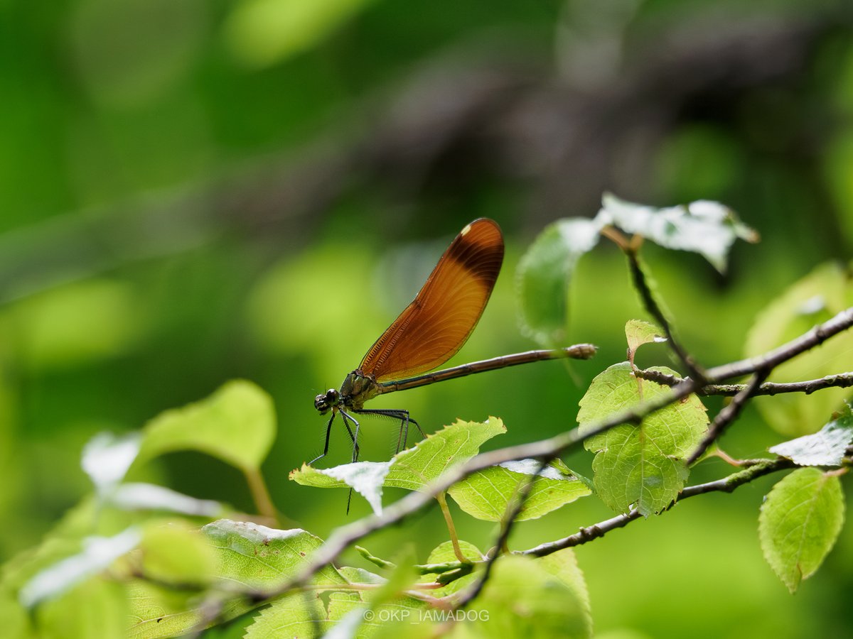 南浅川上流部（支流）で見たトンボ ・ミヤマカワトンボ♀ ・アサヒナ