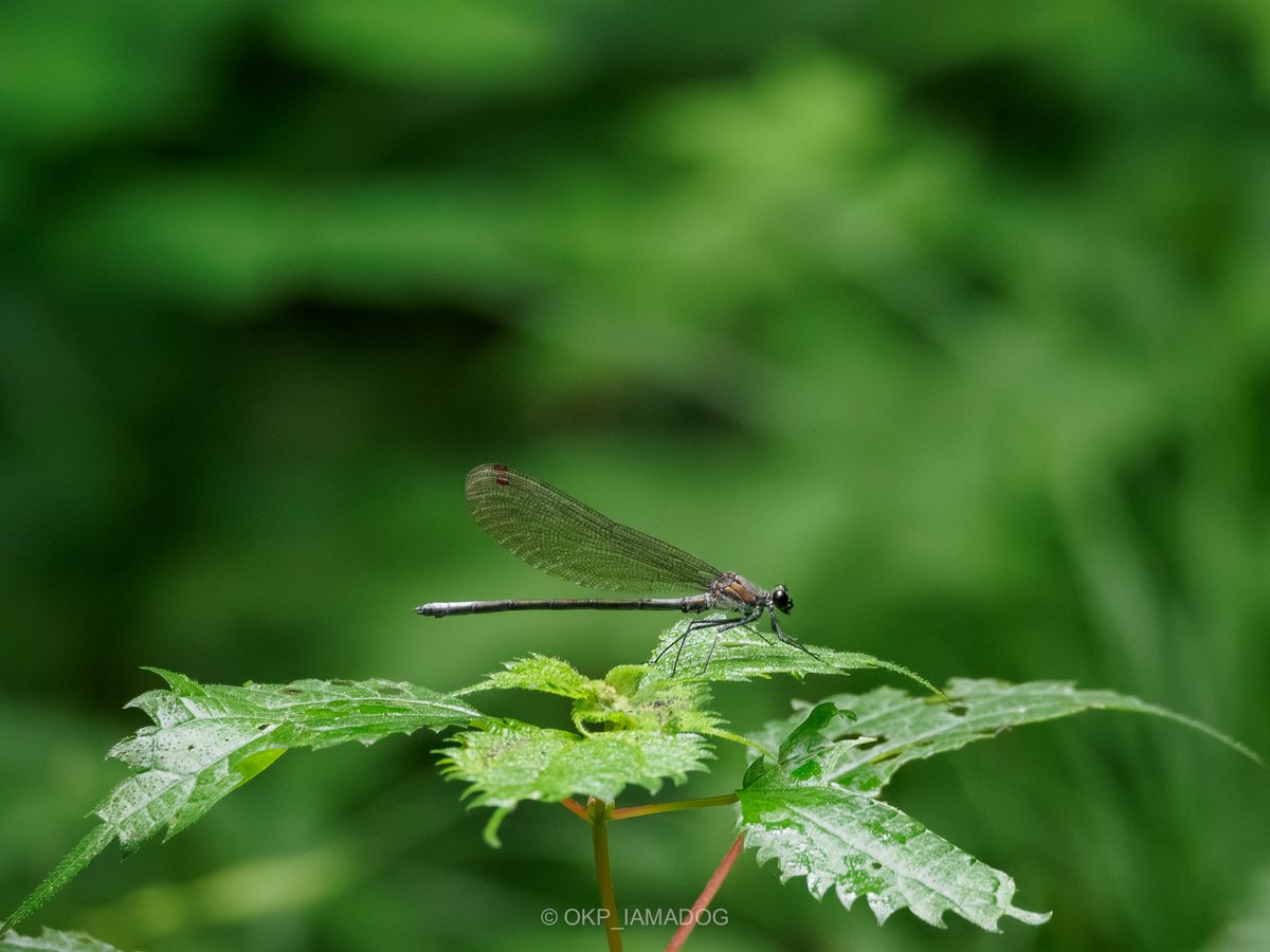 南浅川上流部（支流）で見たトンボ ・ミヤマカワトンボ♀ ・アサヒナ