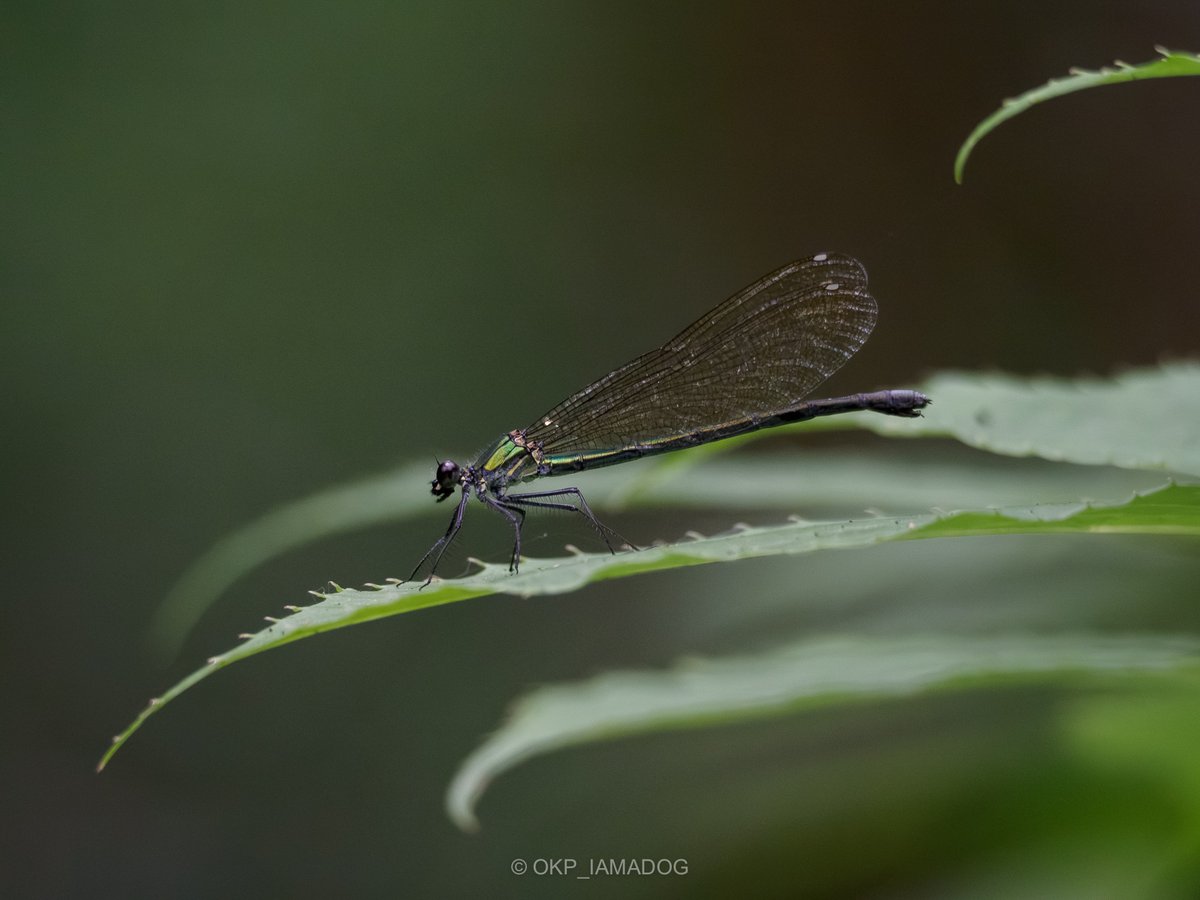 南浅川上流部（支流）で見たトンボ ・ミヤマカワトンボ♀ ・アサヒナ