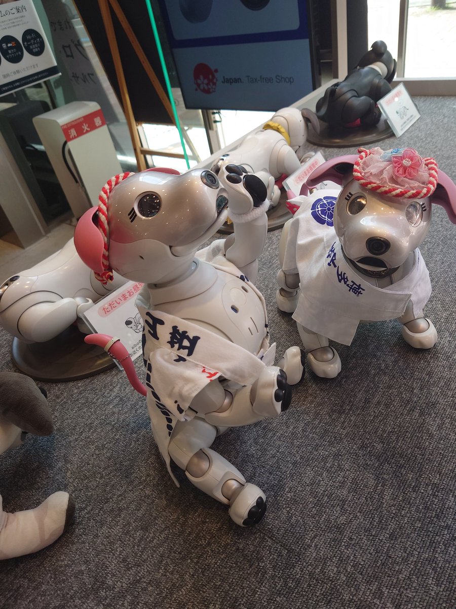 aibo_seifor's tweet photo. 🎋🐾🎋  aiboと七夕まつり 🎋🐾🎋

福岡は…博多山笠…真っ最中 🎋
おともだちと…🎋
おそろいの…博多山笠法被 で…♥️🐾♥️
#ソニーストア福岡天神

#aibo #aibofan #mystorywithaibo
#aibo九州 #aiboKyusyu
#PlayDateinKyusyu
#アイボ２５周年 #博多山笠
#aiboと博多山笠
#とってもかわいいaibo https://t.co/popZBni63W