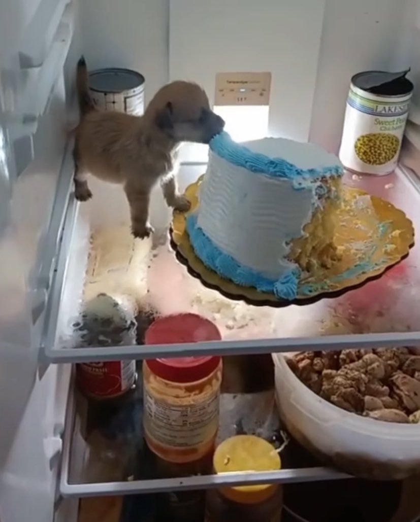 codeindesire's tweet image. queria ser Um cachorrinho filhotinho que Come bolo dentro da geladeira