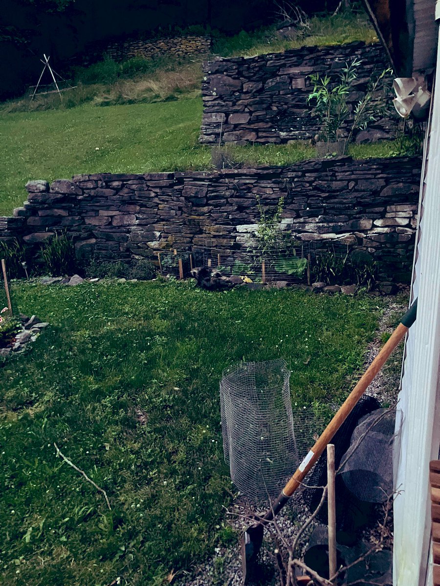 michael sarff tweet media