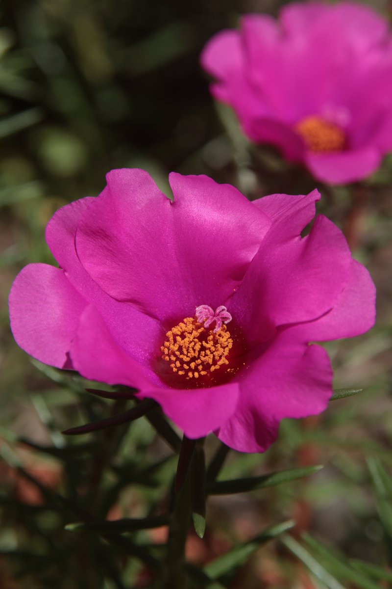 gontanokoneroku's tweet photo. Moss rose ☺️

#Photography #PortulacaGrandiflora #MossRose https://t.co/86Tp9k5JJh