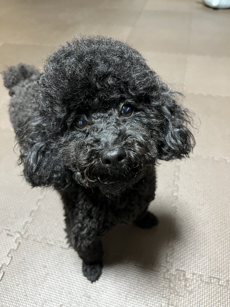 cocoa3luna's tweet photo. 涙焼け防止＆排泄物が付着しないように定期的に目元＆お尻の毛のカットは小まめにしてます！ https://t.co/DhTrCQgEel