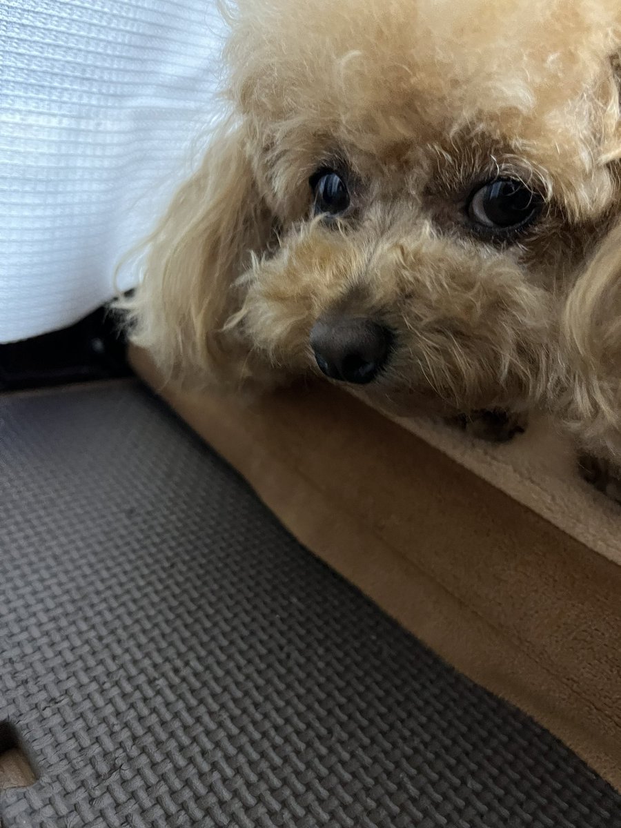 cocoa3luna's tweet photo. 涙焼け防止＆排泄物が付着しないように定期的に目元＆お尻の毛のカットは小まめにしてます！ https://t.co/DhTrCQgEel
