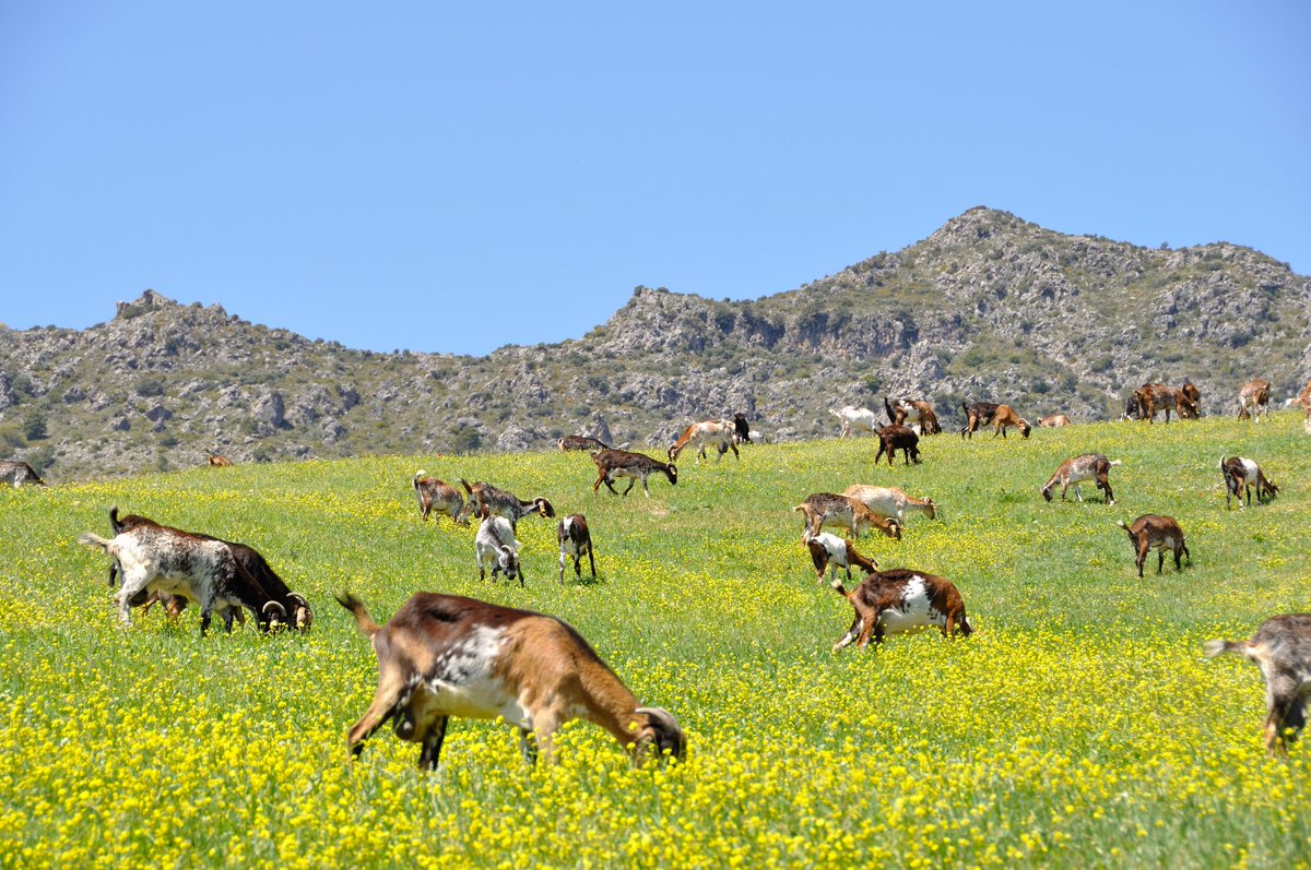IfapaJunta's tweet photo. El #IFAPA organiza el I Curso Internacional de Expertos en Producción #Caprina 🐐
Esta formación #ganadera, que tiene carácter gratuito, se llevará a cabo en #Granada entre septiembre y octubre
🌐Conoce más e inscríbete en: https://t.co/sSUbDVcfdb https://t.co/dx3x2FPasg