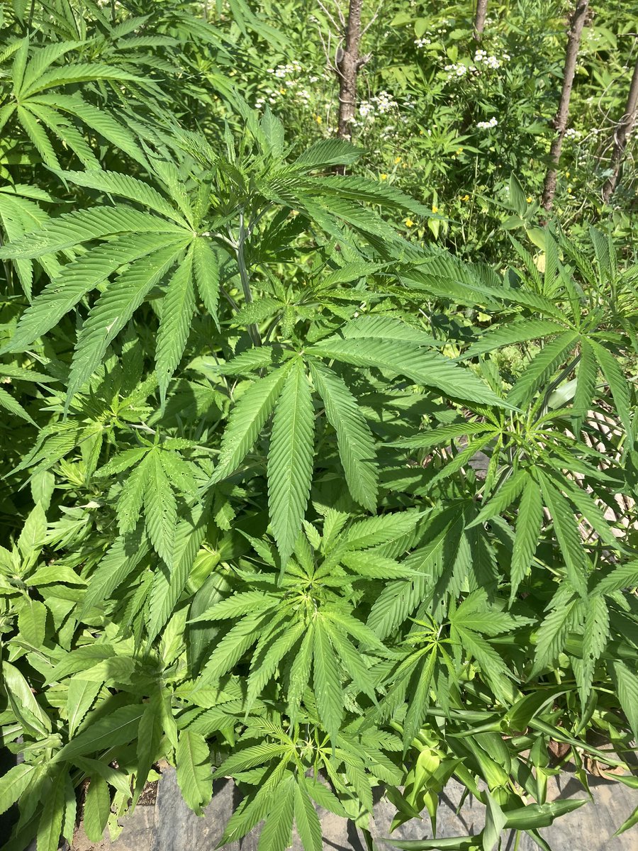 オトドビ tweet media