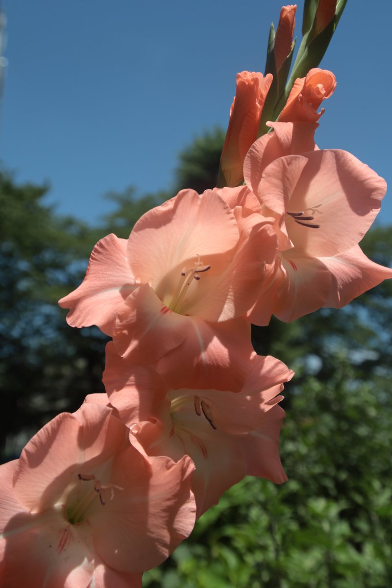 gontanokoneroku's tweet image. Gladiolus 😃

#Photography #Flowers #Gladiolus