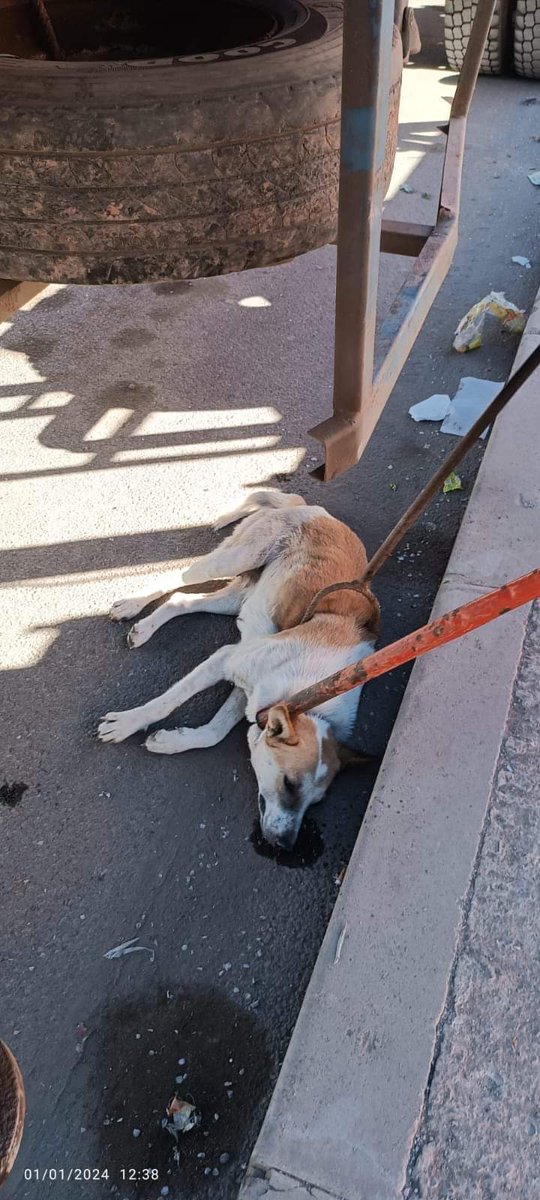 Fondation Brigitte Bardot tweet media