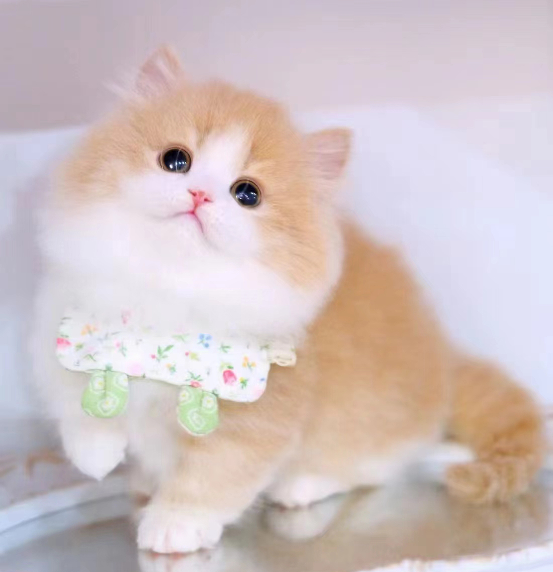 kit_sox's tweet photo. ❤❤❤❤❤ #cats #kitty https://t.co/0m8Yr627v3