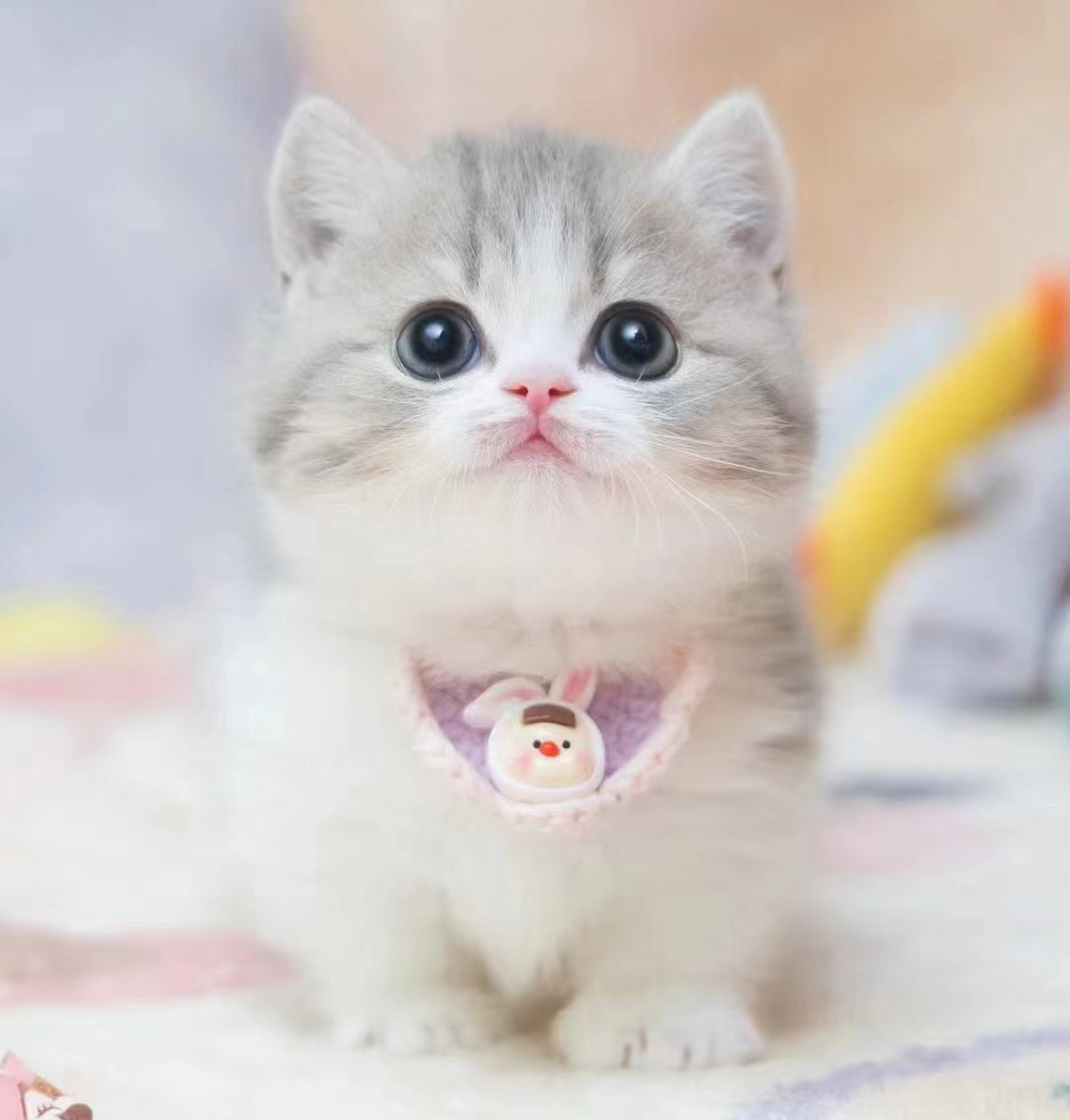 kit_sox's tweet photo. ID Photo ❤❤❤❤ #cats #kitty https://t.co/iNtSNwVm1f