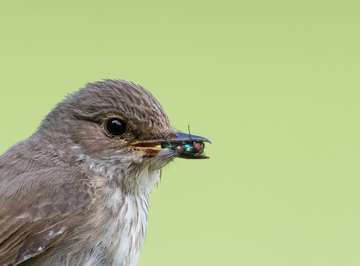 A spotted flycatcher....having caught a fly  <a href="/BBCSpringwatch/">BBC Springwatch</a> <a href="/Natures_Voice/">RSPB</a> <a href="/BirdGuides/">BirdGuides</a> <a href="/BirdwatchExtra/">Birdwatch</a>