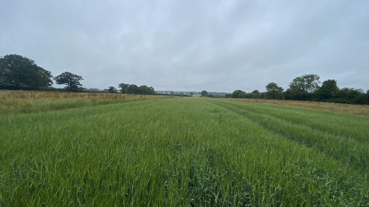 Paul Cawood 🇺🇦 (@audlemagronpaul) on Twitter photo The <a href="/HarperAdamsUni/">Harper Adams University</a> #conservationagriculture #notil trial. Spr barley Vs WOSR. The barley followed a failed OSR crop so the plan changed. The conventional plots were kept in OSR. The OSR yield will be interesting. The <a href="/HarperAdamsUni/">Harper Adams University</a> #conservationagriculture #notil trial. Spr barley Vs WOSR. The barley followed a failed OSR crop so the plan changed. The conventional plots were kept in OSR. The OSR yield will be interesting.