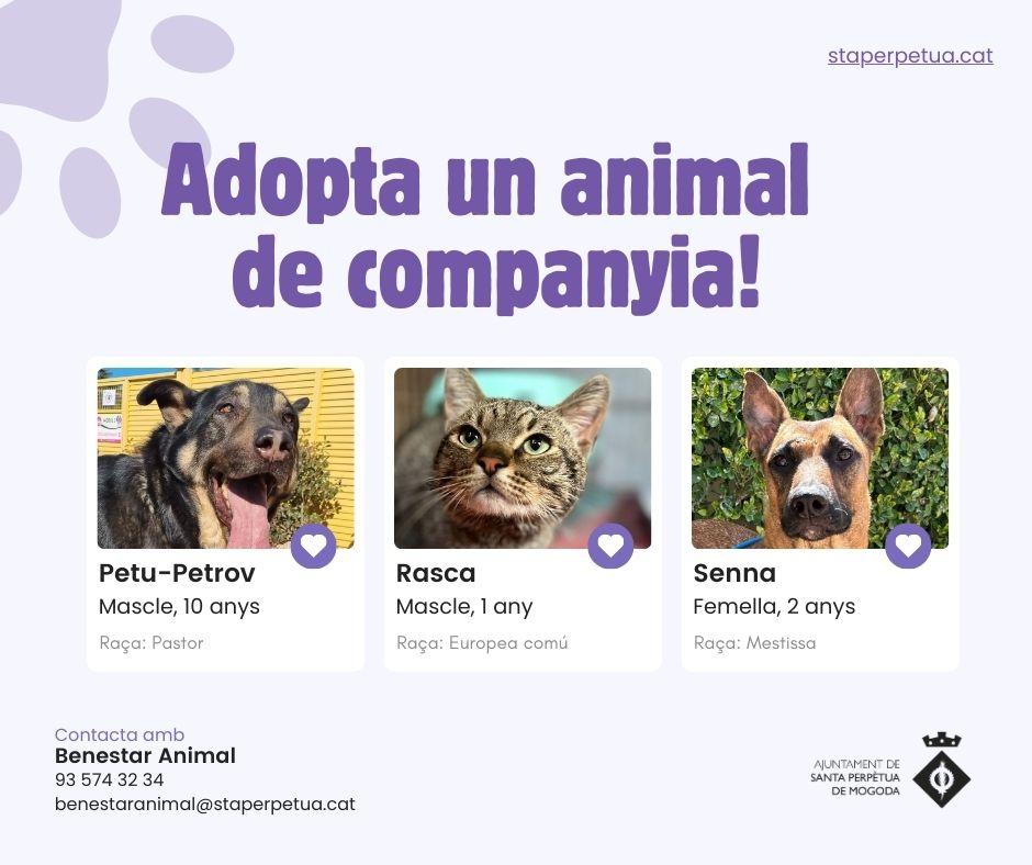 ajuntamentSPM's tweet photo. 🐾 [ADOPTA]

Us presentem el Petu-Petrov, la Rasca i la Senna. Son animals de Santa Perpètua que esperen una llar. 🏡

🎯 Si adoptes:

📅 Compromís a llarg termini
💸 Les despeses
🏡 L’espai i temps

No ho facis per impuls! 
https://t.co/a8DWXvJjPD https://t.co/p0bDXOl9XO
