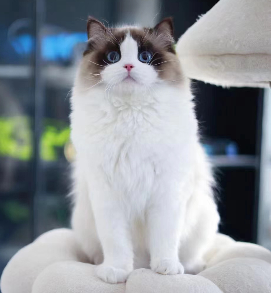 kit_sox's tweet photo. Do you like this angel ? 🥰 #cats #kitty https://t.co/mqnTiqCHEs