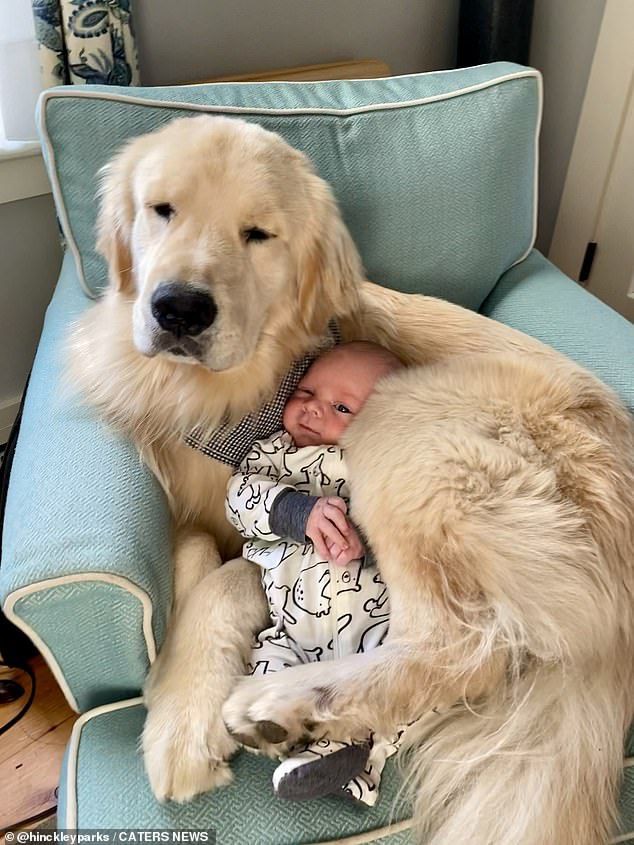Doglover (@puppiesdoglover) on Twitter photo 