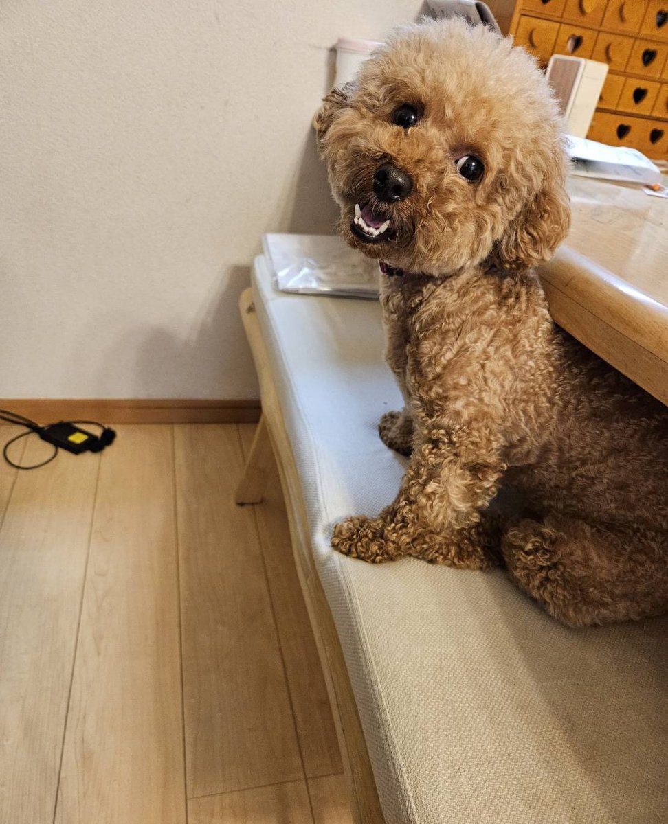 Cocomona9653's tweet photo. なにやってるんwww
🐶なんかいつもより狭いな、、、
　そう思うよね！？
#トイプードル https://t.co/AuoxmBdWK4