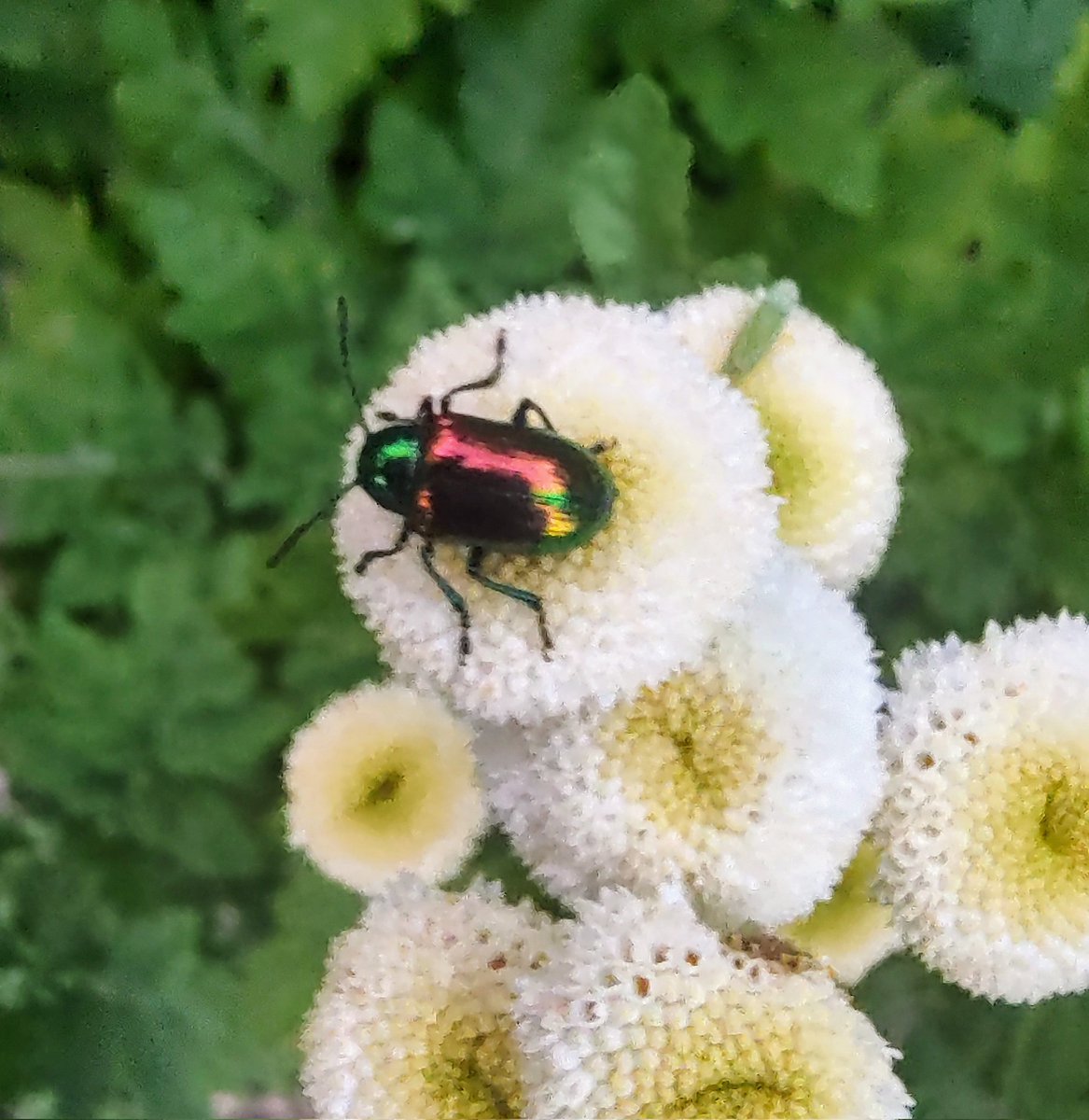 bugsaregreat's tweet photo. Dogbane beetle on Feverfew #insects https://t.co/G1Fpl3cahL